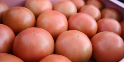 かぶりつきたい。真っ赤な #トマト ちゃんのたしなみ