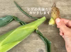 ※10日待ち [信州産] 生糖もろこし｜瑞々しく甘いフルーツコーン