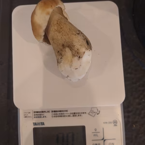 ◆今シーズン最後◆ニセコ産天然生ポルチーニ茸70g