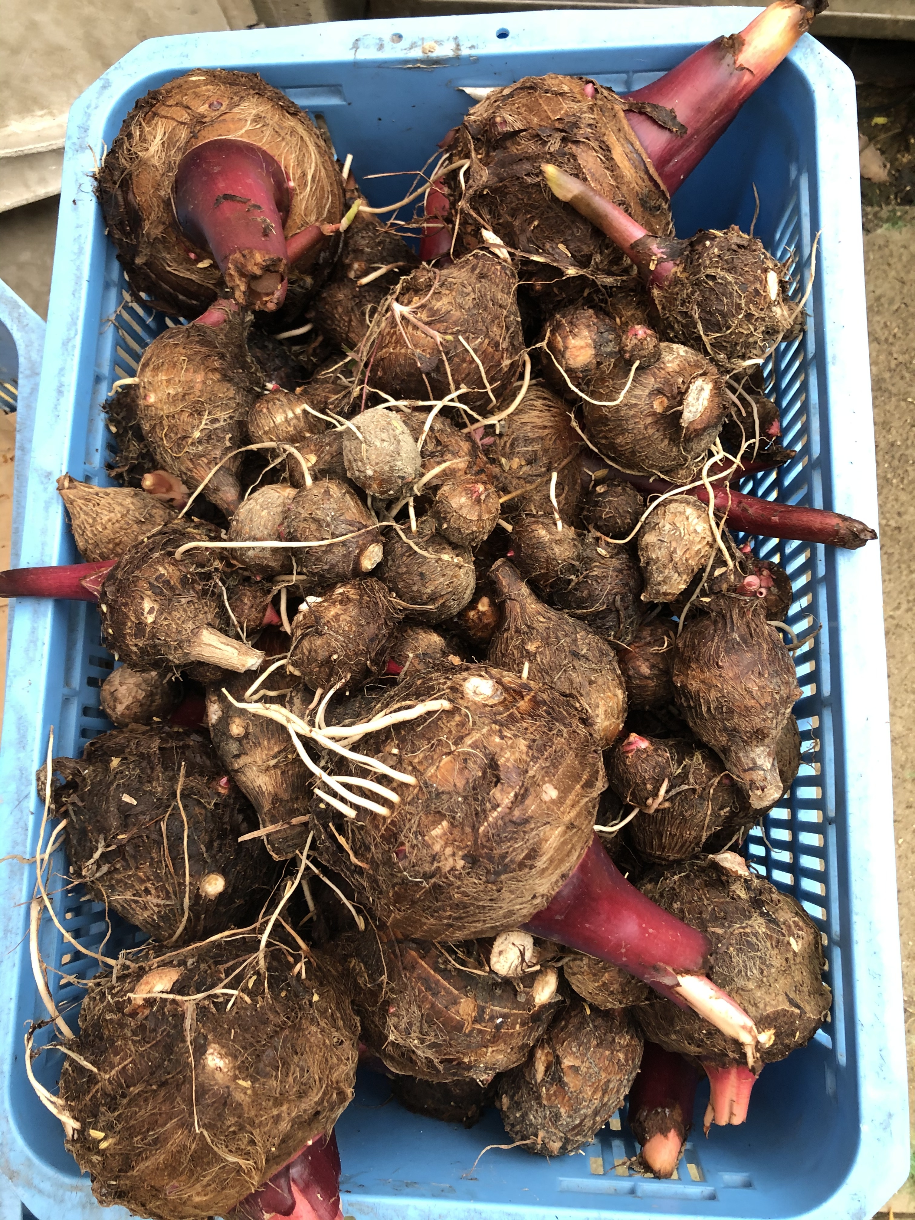 koko ふっくら里芋大きめ15kg koko ふっくら里芋大きめ15kg koko ふっくら里芋大きめ15kg