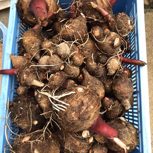 越冬セレベス(里芋・赤目芋)