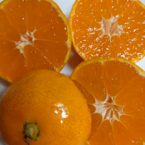 広島県産　興津早生みかん　5kg(箱込み)