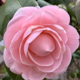 あかさたななこ