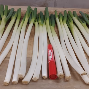 ✅4名様特売✅皮むき白ネギ✅Mサイズ22本❗2,480円→大特売980円❗❗