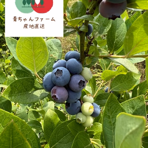 自然栽培 甘みが自慢の青ちゃんファームのブルーベリー
