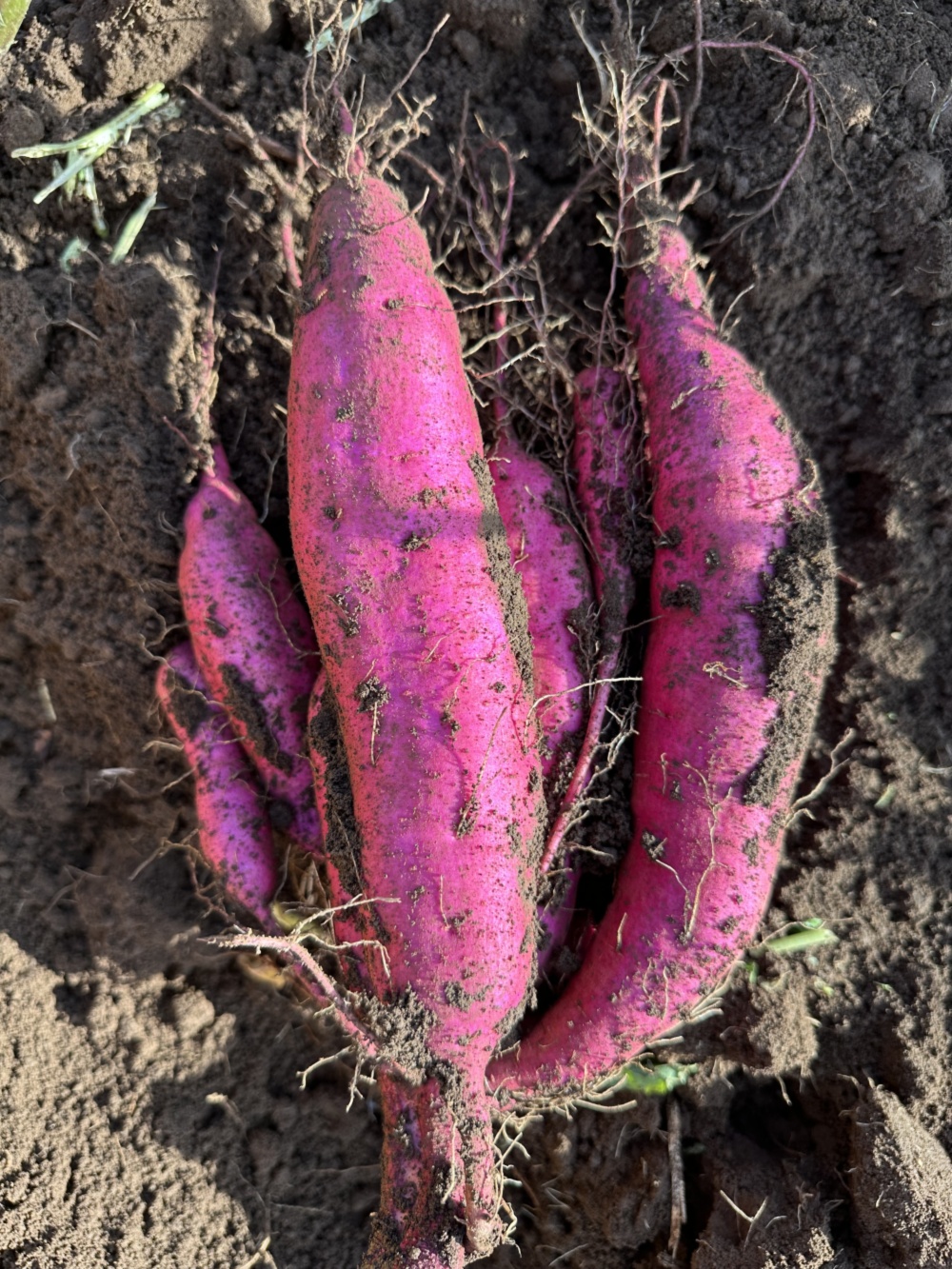 栗かぐや ほぼLサイズ 少しサイズにばらつきあります 20kg 千葉県産 栗かぐや ほくほく系のさつまいも 希少！｜さつまいもの商品詳細