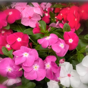 カラフル★霜が降りるまで開花★花の大きなタイタン日々草★