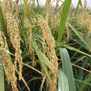 坂長家のこだわり淡雪こまち精米　【3回配送／2・3・4月】