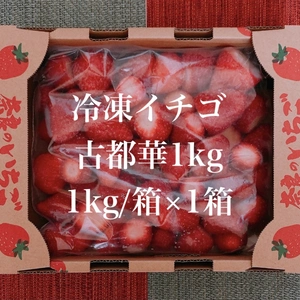 ☆冷凍イチゴ　奈良県特産「古都華」1kg ☆冷凍便☆