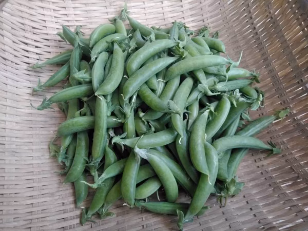 [なゆた農場][数量限定]スナップエンドウ1kg※15日(土)着