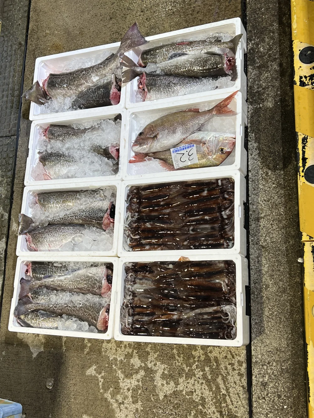 【未利用魚】えっこ船長にお任せバラエティセット1〜3キロ