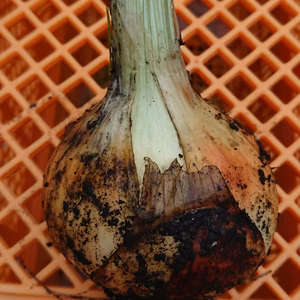 ✨感動の甘さ！✨畑で収穫後即出荷、本物の新玉ネギセット‼️