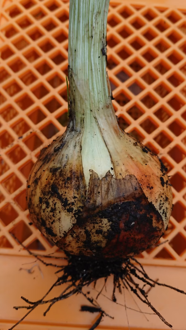 ✨感動の甘さ！✨畑で収穫後即出荷、本物の新玉ネギセット‼️