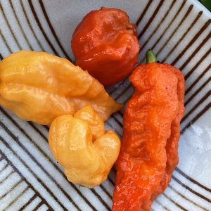 【お試し数量限定】香辛子/唐辛子 50g(約10個～）※そのまま食べれます