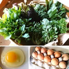 春の新鮮セット【平飼い卵＋自然栽培お野菜】※クール便
