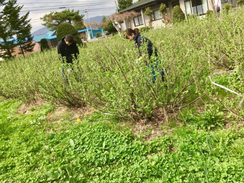 冷凍ブルーベリーと冷凍カシスのセット 農家漁師から産地直送の通販 ポケットマルシェ
