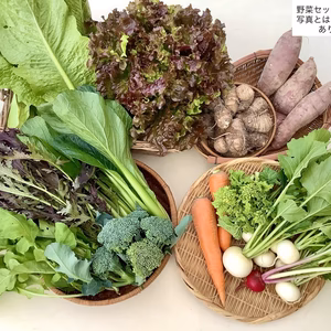 季節の野菜セット  無農薬・化学肥料“不使用”