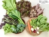 季節の野菜セット  無農薬・化学肥料“不使用”