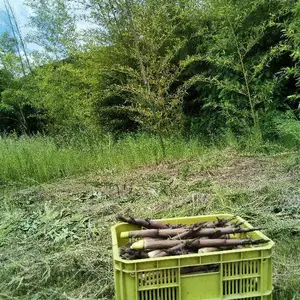 始まりました。送料込み,新鮮,淡竹ハチクタケノコを1パック約2.3kg