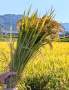 淡路島米「キヌヒカリ」