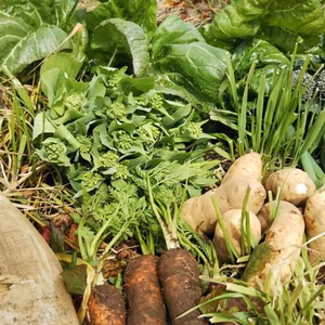 　玄米3ｋ＋野菜 セット、耕さず草と22年(農薬肥料なし）