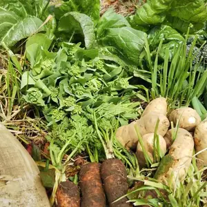 　玄米3ｋ＋野菜 セット、耕さず草と22年(農薬肥料なし）
