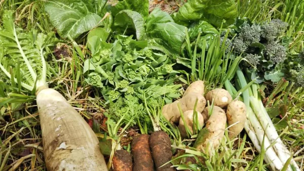 　玄米3ｋ＋野菜 セット、耕さず草と22年(農薬肥料なし）
