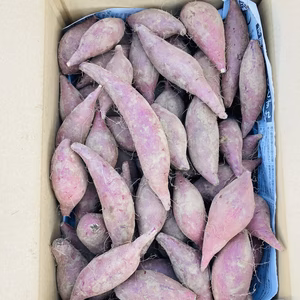 一口サイズの小芋さん　（シルクスイート）