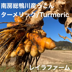南房総鴨川産　秋ウコン／ターメリック　1キロ