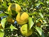 残りわずか【高知県産】完全自然栽培・農薬不使用の柚子　2㎏