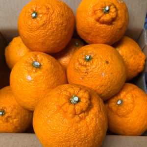 【キュッと甘酸っぱい不知火】減農薬栽培デコちゃんです長期熟成中