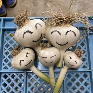 栗隆園の生ニンニク