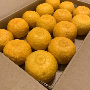 しまんと 四万十 柚子 ＊訳あり(家庭用) 約3㎏（玉不揃い）＊ 高知