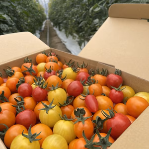 おかわりカラフルトマト