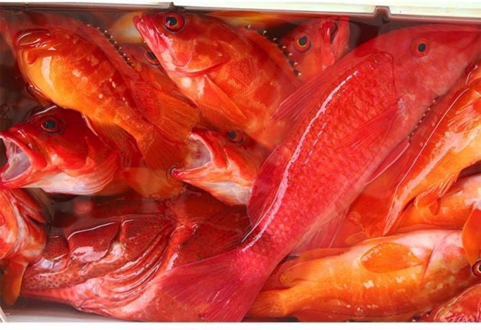 送料無料 あっさり上品な味わいの高級魚アカハタ ２kg 農家漁師から産地直送の通販 ポケットマルシェ