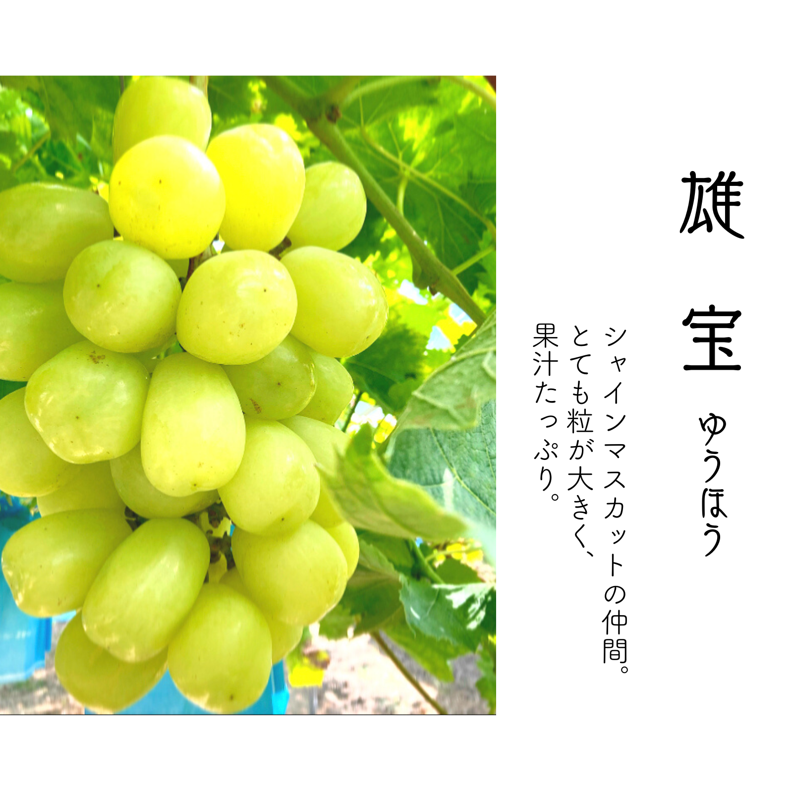 シャインマスカット 雄宝 お試しセット 4kg 夏ギフト】大粒の雄宝と人気のシャインマスカットのセット！｜ぶどうの