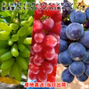 ぶどう好きに！ゴールドフィンガーとクイーンセブンとブラックビートの3房セット