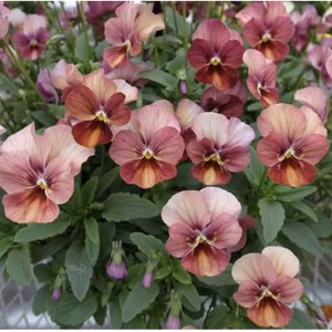 人気ビオラなごみももか［しんしん］９センチ苗5苗より