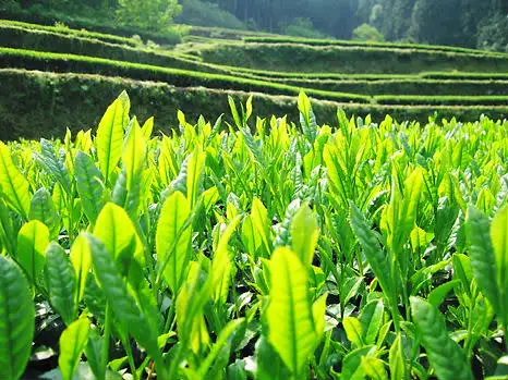 有機煎茶セット　特上煎茶・煎茶・毎日煎茶