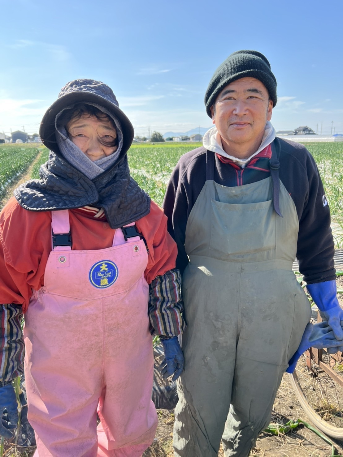 熊本菊池産 はるか８個(甘くて美味しい!) - 果物