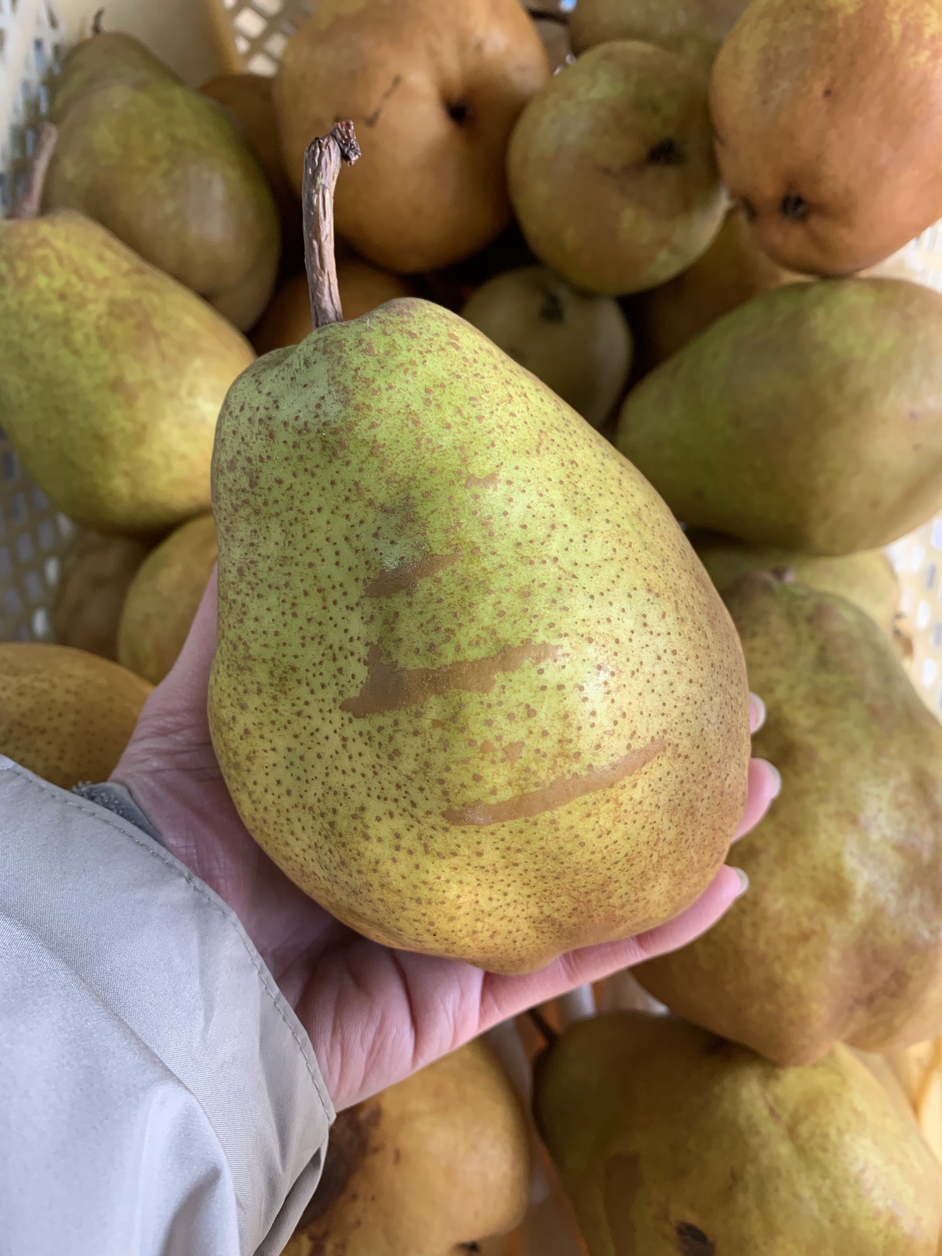 洋梨の通販・お取り寄せ商品｜果物｜ポケットマルシェ｜産地直送で旬の