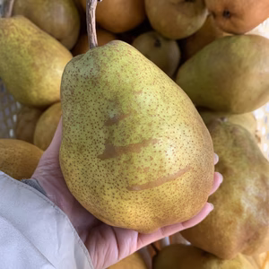 山形県産　✨シルバーベル✨【訳あり】