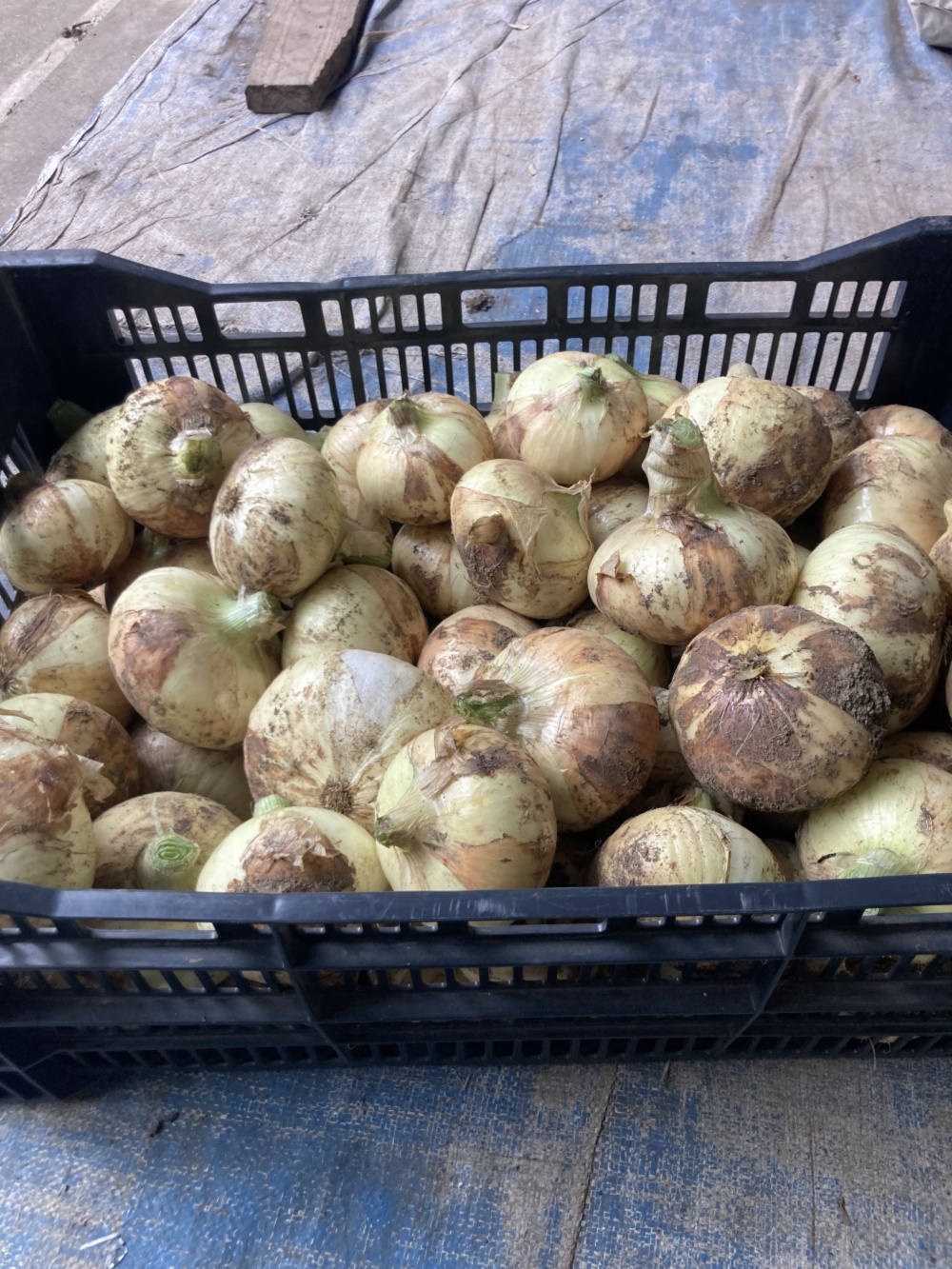 鹿児島県垂水産新玉ねぎ7kg 桜島の大自然 無農薬有機肥料｜野菜の商品