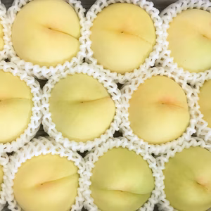 ［306］お土産白桃7～8玉1.5㎏　白桃の王様と女王　白鳳又は清水白桃