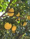 残りわずか【高知県産】完全自然栽培・農薬不使用の柚子　2㎏