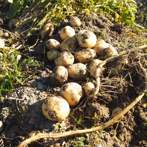 菜園家族の旅する医農野菜♪【ジャガイモ（黄爵）】