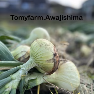  瑞々しい冬の新玉ねぎ✨淡路島産新玉ねぎ　5キロ