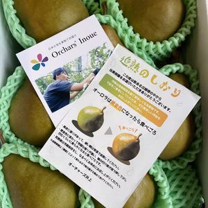 クール便☆とろける甘さの希少品種☆洋梨☆【山形産直/オーロラ4〜7玉前後】