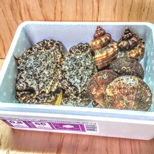 ポケマル 青つぶ貝の通販 全国の農家から産地直送で取り寄せできるポケットマルシェ