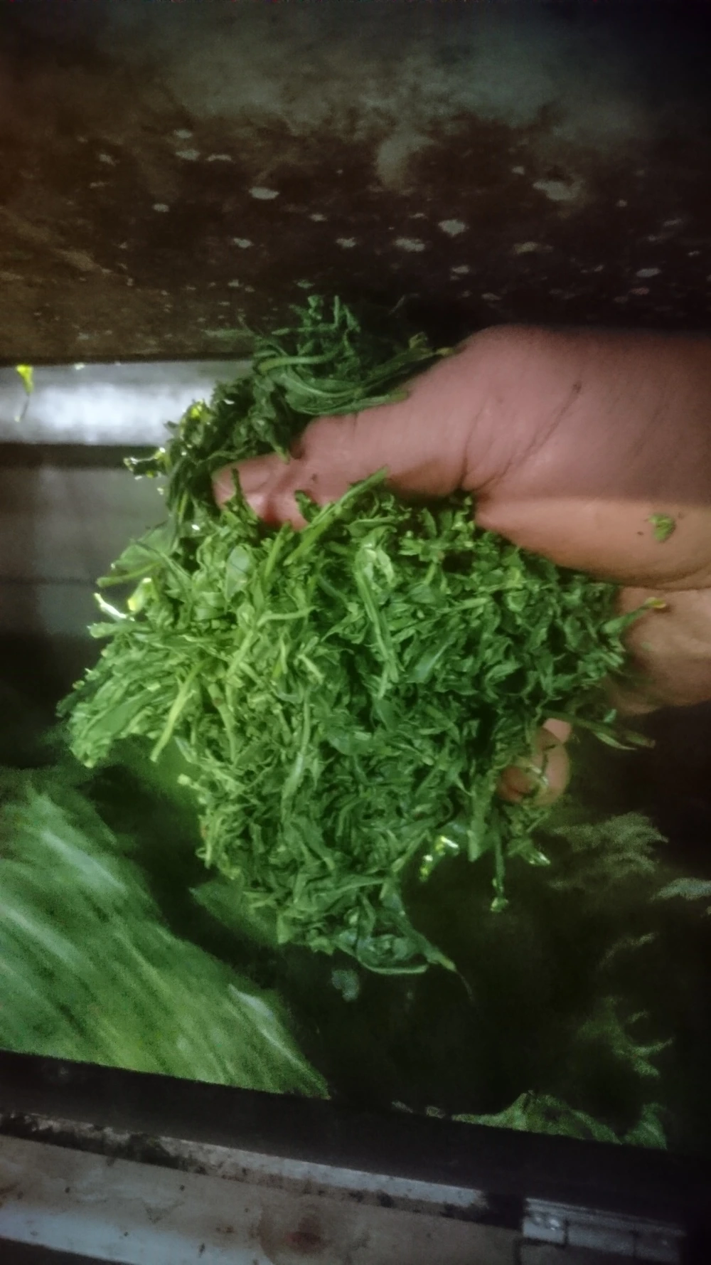 【有機栽培】旨味が広がる「島原高級玉緑茶」リーフ3本セット